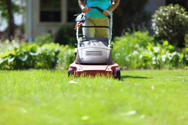 Apa bedanya? Gas vs. Mesin pemotong rumput listrik