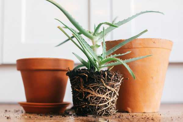 Cuándo y cómo repetir una planta