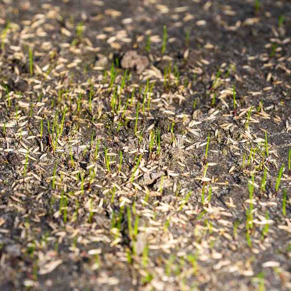 Quel est le meilleur moment pour planter l'herbe?