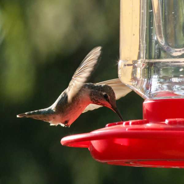 ¿Cuándo es el mejor momento para sacar su alimentador de colibrí?