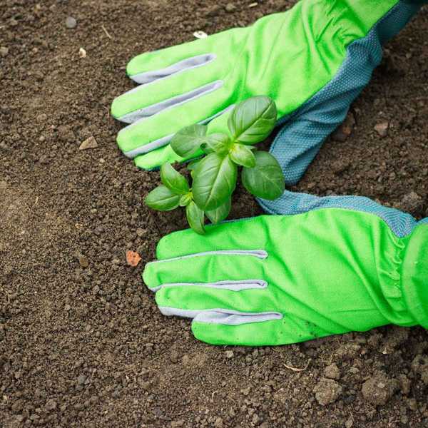 Wann ist der beste Zeitpunkt, um einen Garten zu wachsen??