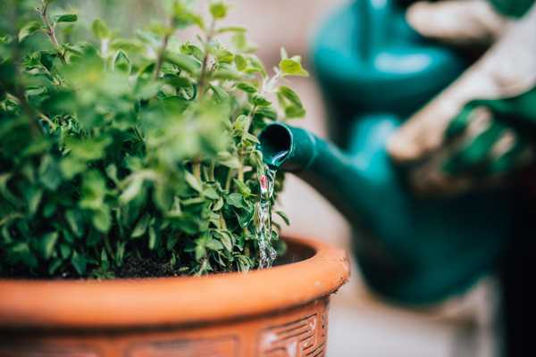 ¿Cuándo debe dejar de regar sus plantas en el otoño??