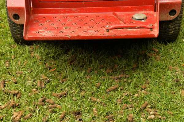 Bila, Mengapa dan Bagaimana Menghidupkan Rumput