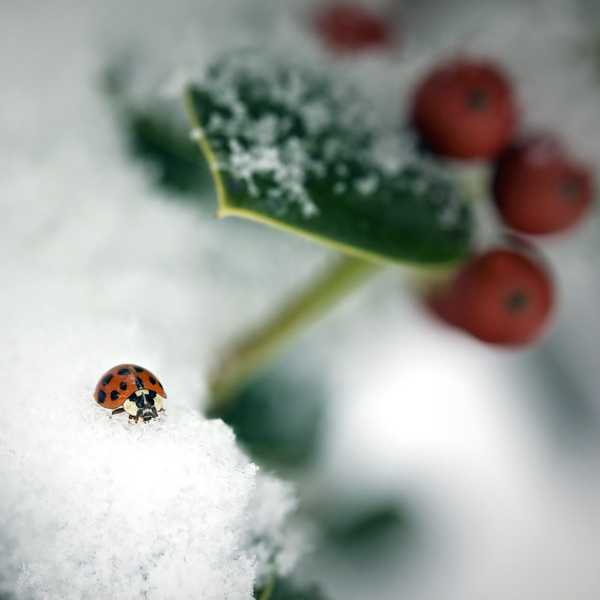 ¿A dónde van los insectos en invierno??