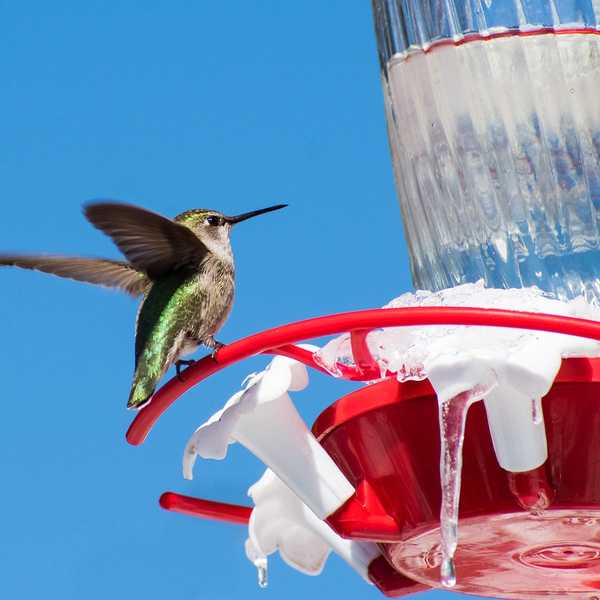 ¿Dónde viven los colibríes en invierno??