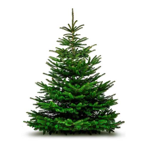 Où devriez-vous mettre votre arbre de Noël?