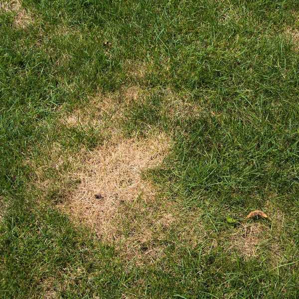 Pourquoi y a-t-il des taches brunes sur ma pelouse?