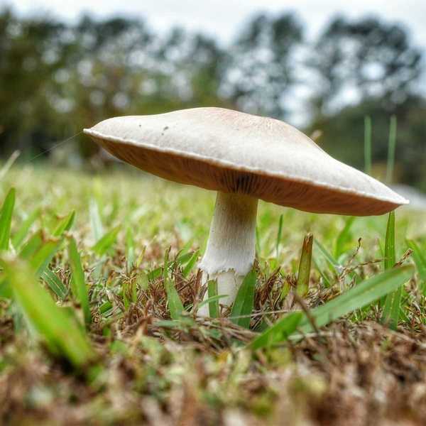 Pourquoi y a-t-il des champignons dans ma pelouse?