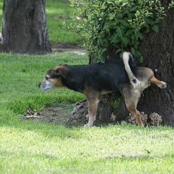 Warum treten Hunde Ihren Rasen auf, nachdem sie gepinkelt haben??