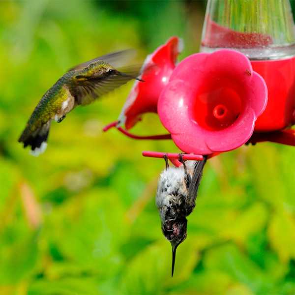 ¿Por qué los colibríes a veces cuelgan boca abajo??