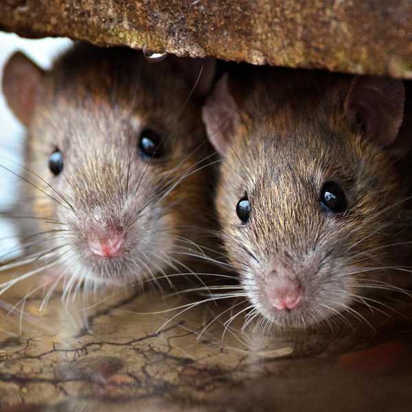 Pourquoi les souris mâchent-elles des fils électriques?