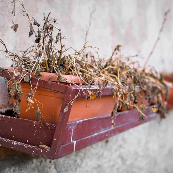 Por que as plantas precisam da luz solar?