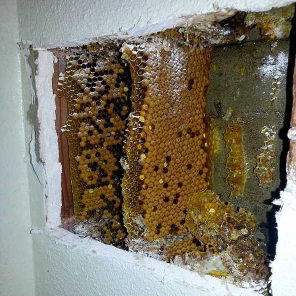 Warum haben einige alte Häuser einen Bienenstock in eine Wand eingebaut??