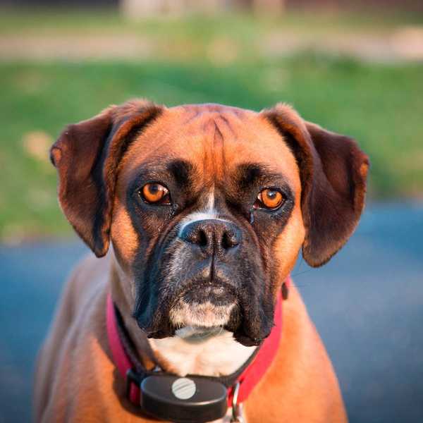 Mengapa pemilik anjing tidak boleh menggunakan kerah kejutan