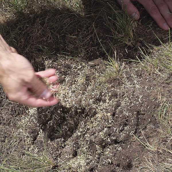 Mengapa Kejatuhan adalah masa terbaik untuk membaikpulih rumput anda