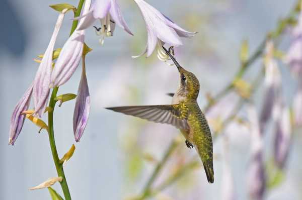 Por qué Hostas atrae a los colibríes