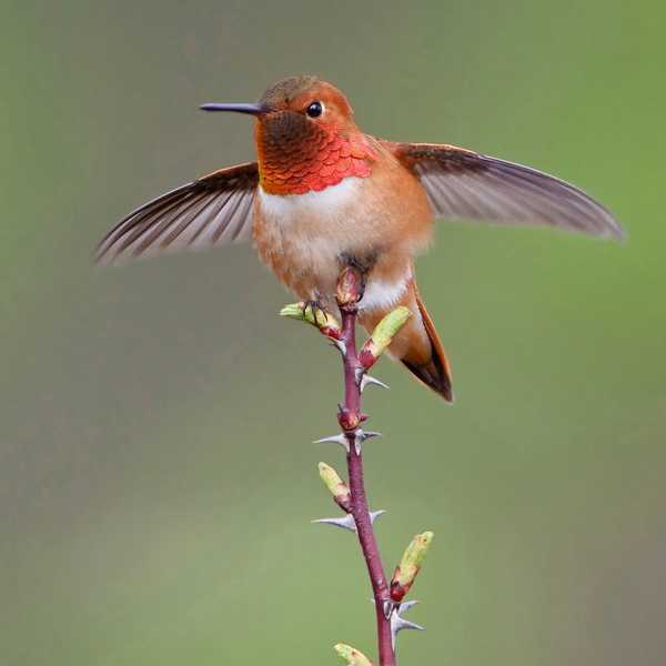 Por que o beija -flor rufous é o pássaro mais difícil do quarteirão