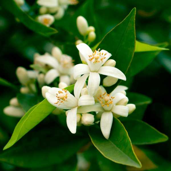 Por que você deve adicionar a flor do estado da Flórida à sua paisagem