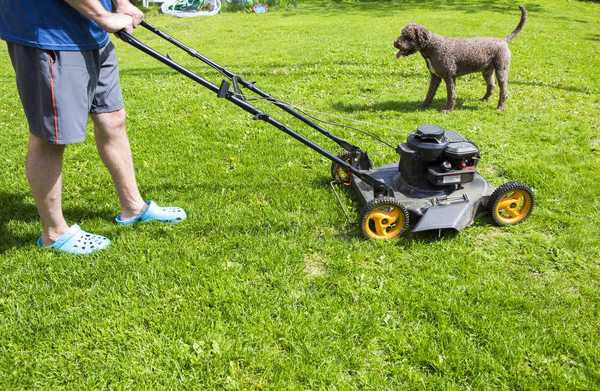 Pourquoi tu devrais ramasser le caca de chien avant de tondre ta pelouse