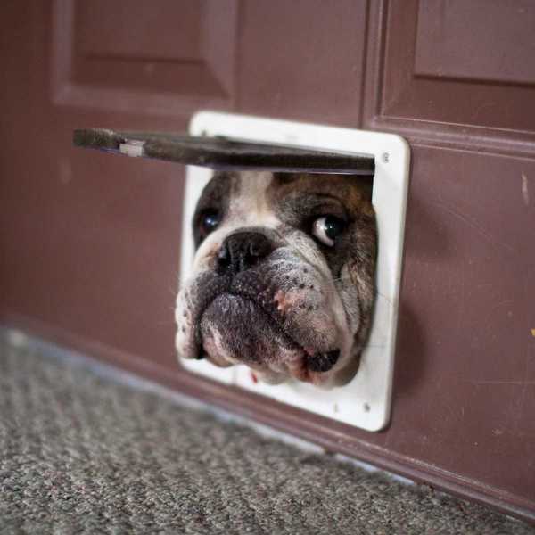 Invierno y aislando la puerta de un perro qué saber