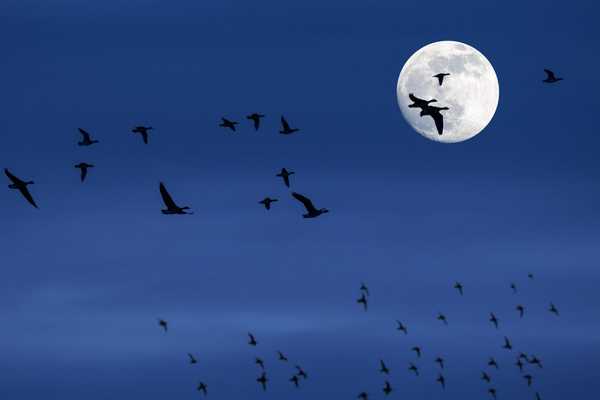Würden Sie Ihre Lichter für migrierende Vögel ausschalten??
