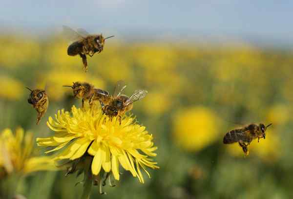 10 Arten von Bienen, die alle Hausbesitzer wissen sollten