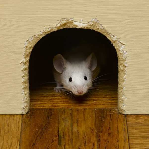 12 façons de garder les souris hors de votre cabine pendant l'hiver