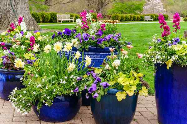 3 Container Garden Combos für die Anziehung von Bestäubern