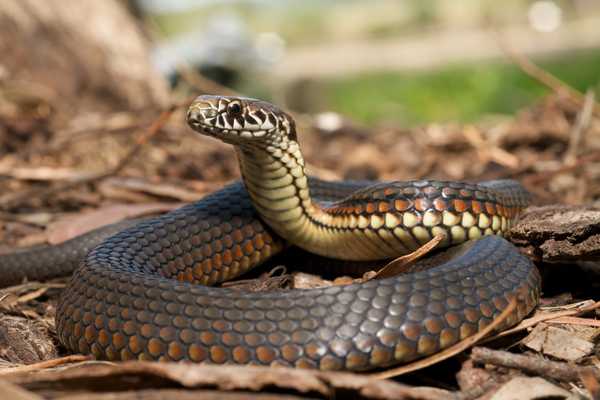 3 consejos de seguridad si ve una serpiente cerca de su campamento