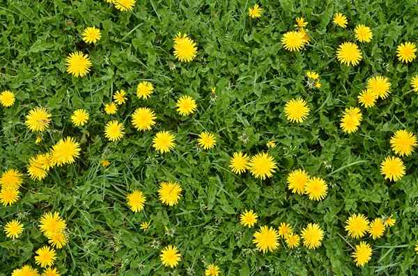 3 alasan yang sangat baik untuk membiarkan dandelions tumbuh di halaman anda