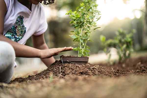 5 alasan pintar untuk menanam pokok di harta tanah anda