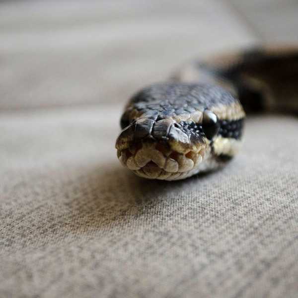 5 maneiras assustadoras de cobras podem entrar em sua casa