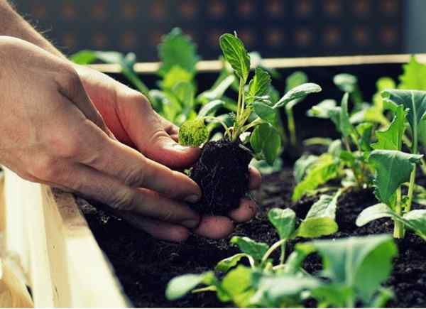 5 pequeñas mejoras en el hogar que pueden ayudar a cultivar un pulgar verde