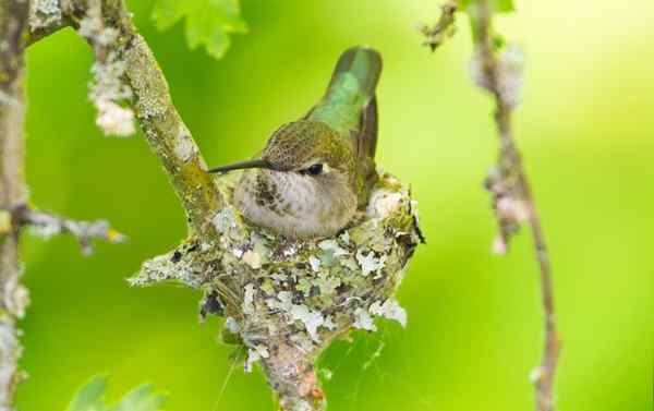 6 perkara yang luar biasa untuk mengetahui tentang sarang burung