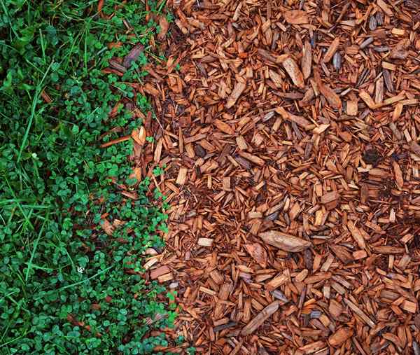 6 Dinge, die Sie über Cedar Mulch wissen sollten