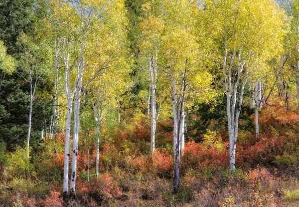 6 árvores com casca branca para uma bela paisagem o ano todo