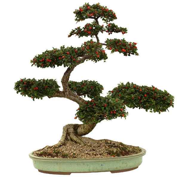 6 Tipos De árboles De Bonsai Que Son Mejores Para Principiantes