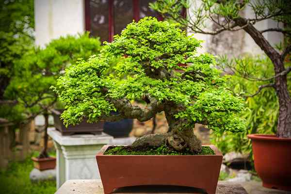 6 jenis pokok bonsai yang terbaik untuk pemula