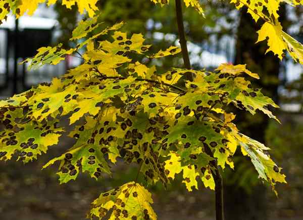 7 maladies des arbres communs et comment les traiter avant qu'il ne soit trop tard