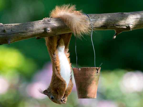 7 Wichtige Dinge, die Sie über Ihren Eichhörnchen -Feeder wissen sollten