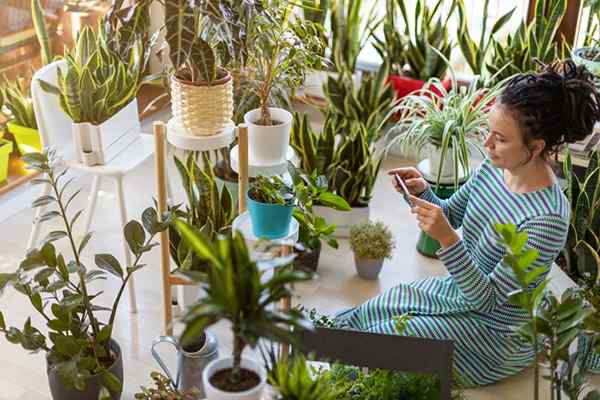 7 Instagrammers dont les plantes d'intérieur ont un culte suivant