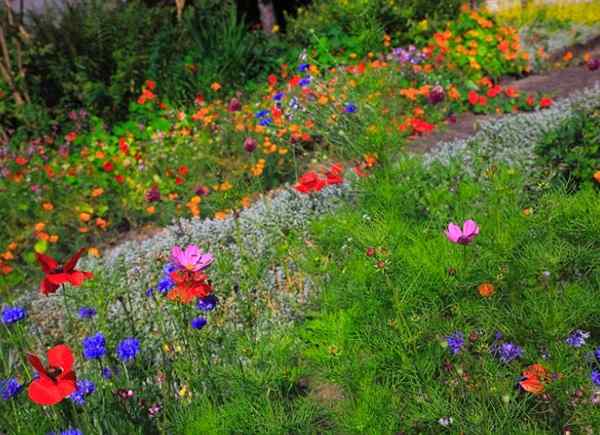 7 choses à savoir lorsqu'ils cultivent un jardin de fleurs sauvages