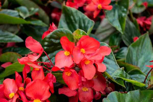 Tudo que você precisa saber sobre os cuidados begonia