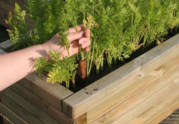 Semua yang perlu Anda ketahui tentang berkebun lubang kunci