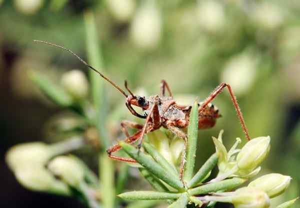 Assassino Bug o tipo de inseto que você deseja em seu jardim