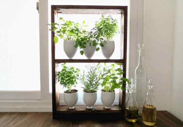 DIY LITE FAITES UN JARDIN D'HERB DES RENYCLABLES DE CUISINE