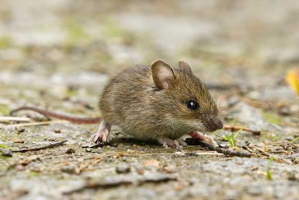 Todo para saber sobre los ratones de la casa