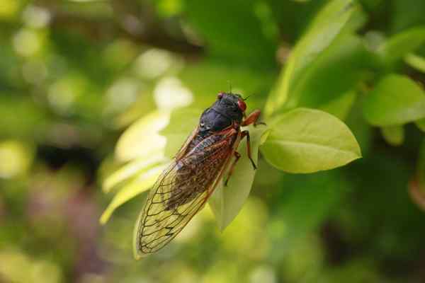 Semua yang anda perlu tahu mengenai kemunculan cicada yang hebat