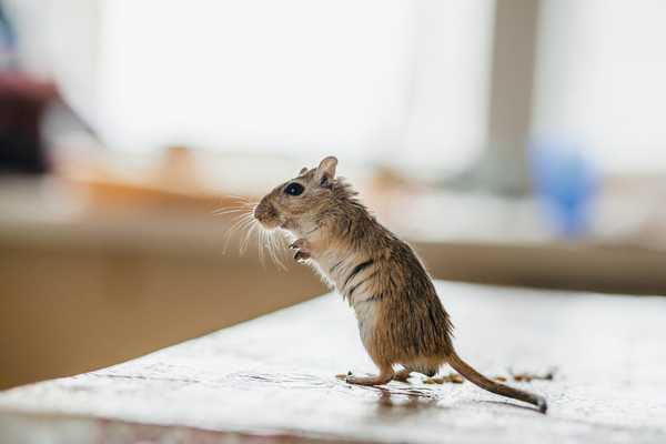 Voici comment garder les souris hors de votre cuisine