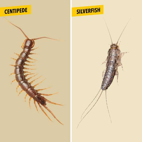 Haus Centipede vs. Silberfisch Was ist der Unterschied??